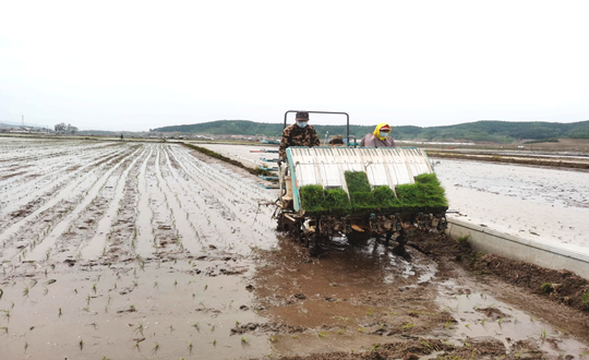 14 PA旗舰厅农业水稻插秧现场_副本.png